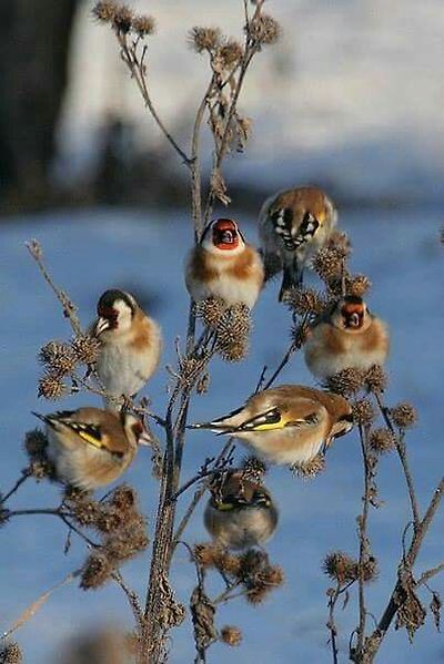 붉은 마루 금 방울새