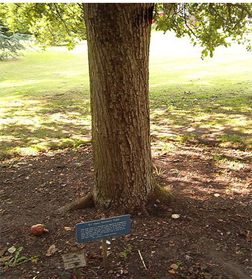 뉴턴에게 만유인력의 법칙을 깨닫게 해준 유명한 사과나무의 후손으로 캠브리지의 '식물학 정원'에 있다. 원래 사과나무는 1815-1820년 사이에 죽었다. 