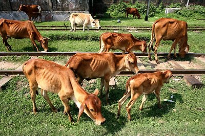 치타공 역에서 풀을 뜯는 송아지들