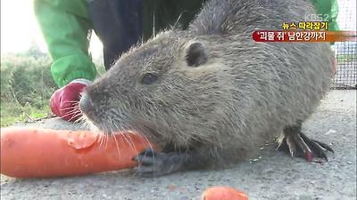 거대 ‘괴물쥐’ 뉴트리아, 수도권 상륙 초읽기