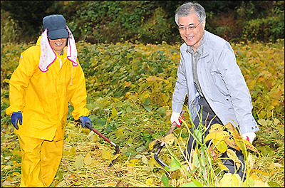  충북 음성 수정산농원을 방문한 문재인 후보가 지역 농민과 함께 콩 수확을 위해 준비를 하고 있다.
