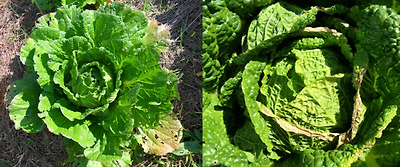 기사 관련 사진