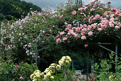 이미지를 클릭하면 원본을 보실 수 있습니다.