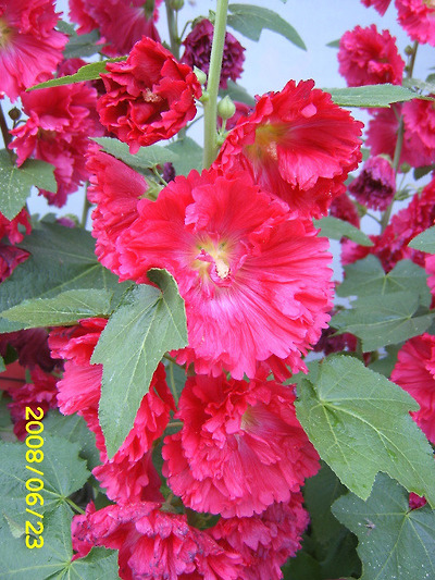 이미지를 클릭하면 원본을 보실 수 있습니다.