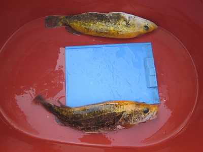 한강 3/4분기 제2차 어종조사