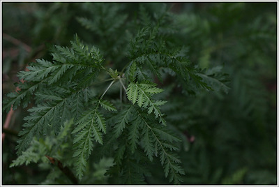이미지를 클릭하면 원본을 보실 수 있습니다