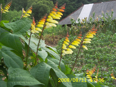 이미지를 클릭하면 원본을 보실 수 있습니다.
