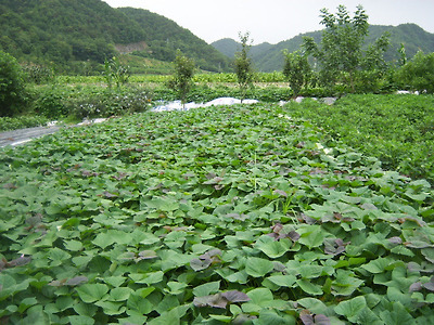 이미지를 클릭하면 원본을 보실 수 있습니다.