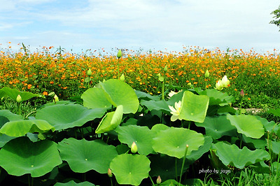이미지를 클릭하면 원본을 보실 수 있습니다.