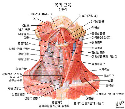 윤상인두근육