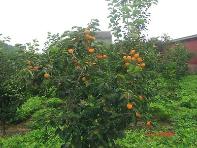 解州关帝祖庙鈥斺斣顺侵茫2）