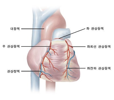 관상동맥