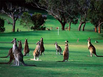  Mob of Kangaroos on the ninth at Anglesea Golf Club, Victoria