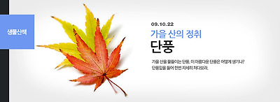 단풍
