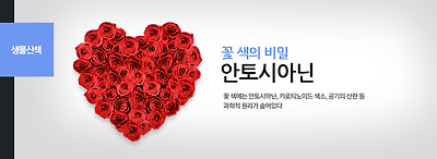 안토시아닌