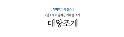 대왕조개