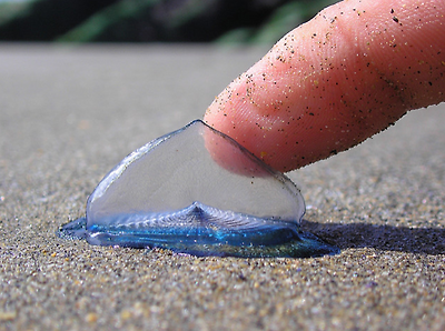 Velella Velella가 죽어, Velella Velella는 Velella Velella 해파리, Velella Velella 질량 다이 오프 2014년 7월 캘리포니아를, 해파리, 7 월 2014 해파리 다이 오프 캘리포니아, 해파리 대량 죽을 오프 캘리포니아를 Velella Velella가 죽어, Velella Velella 캘리포니아를 죽게 Velella Velella 해파리, 2014년 7월 Velella Velella 대량 다이 오프 캘리포니아, 해파리 2014년 7월 캘리포니아를 다이 Velella Velellas라는 블루 해파리의 수천 캘리포니아 해변 씻는다.  사진 : 페이스 북, Velella Velella가 세척, 바다 생물 캘리포니아 비치, Velella Velella, Velella 워시 업, Velella Velella 캘리포니아, Velella 캘리포니아, Velella Velella 워시 해변, 푸른 바다 생물, ADW : Velella의 velella : 정보, 그 화려한 푸른 생물은 무엇입니까 캘리포니아 세면대, 캘리포니아의 해변으로 세척하는 화려한 푸른 생물 해파리 같은 생물의 수백만 오레곤 해변에 씻어, 보라색 해파리 오레곤 해변에서 수천 해변 씻어?, 무엇인가, 푸른 바다 생물의 수천 지역에 씻어 캘리포니아 해수욕장, 해파리는 해변에 씻어 : 또 다른 삶 '우리는 사람들이 기름 유출로를에 전화했다'- 더 - 바람에 의해