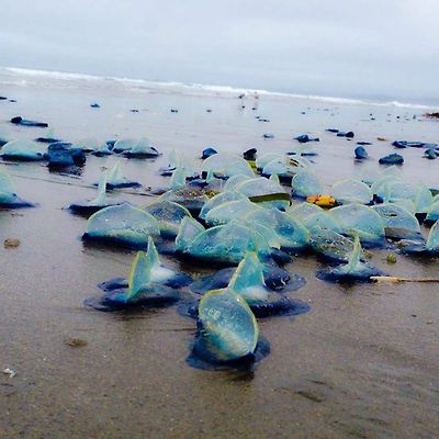 해파리는 다이 오프 캘리포니아를, 해파리 대량 죽을 오프 캘리포니아를 Velella Velellas라는 블루 해파리의 수천 캘리포니아 해변 씻는다. 사진 : 페이스 북, Velella Velella가 세척, 바다 생물 캘리포니아 비치, Velella Velella, Velella 워시 업, Velella Velella 캘리포니아, Velella 캘리포니아, Velella Velella 워시 해변, 푸른 바다 생물, ADW : Velella의 velella : 정보, 그 화려한 푸른 생물은 무엇입니까 캘리포니아 세면대, 캘리포니아의 해변으로 세척하는 화려한 푸른 생물 해파리 같은 생물의 수백만 오레곤 해변에 씻어, 보라색 해파리 오레곤 해변에서 수천 해변 씻어?, 무엇인가, 푸른 바다 생물의 수천 지역에 씻어 캘리포니아 해수욕장, 해파리는 해변에 씻어 : 또 다른 삶 '우리는 사람들이 기름 유출로를에 전화했다'바이 - 바람, Velella Velella는 Velella Velella, Velella Velella 해파리, Velella Velella 대량 다이 오프 캘리포니아 7월 죽어 2014, 해파리 2014년 7월 캘리포니아를 죽어, 해파리 다이 오프 캘리포니아,