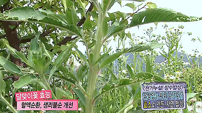 영양가득! 장수밥상 ④ 효소만들기 이미지-3