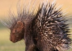 산 미치광이.jpg