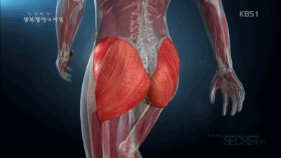 6 엉덩이 근육 움짤.gif