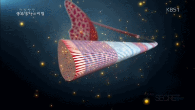 24 근원섬유 움짤.gif