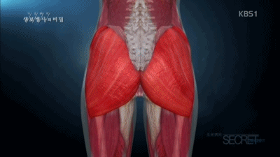 27 둔근 발달 움짤.gif