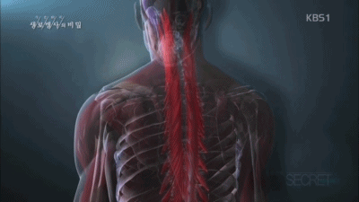 31 척추기립근 움짤.gif