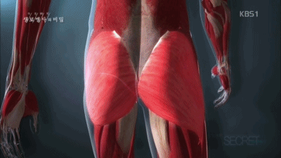 32 엉덩이 근육 움짤.gif