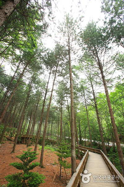 국립 산음자연휴양림 사진12