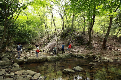 상록수림으로 들어서는 여행객