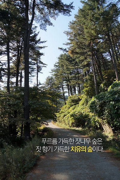 푸르름 가득한 잣나무 숲은 잣 향기 가득한 치유의 숲이다.