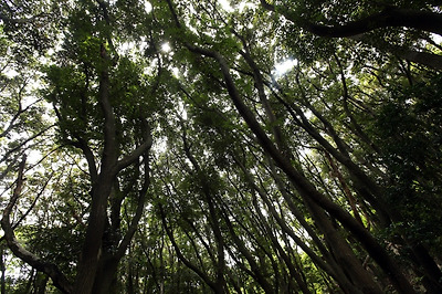 키 큰 상록수가 빽빽하게 숲을 이룬다.