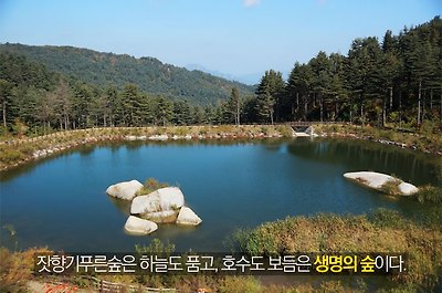 잣향기푸른숲은 하늘도 품고, 호수도 보듬은 생명의 숲이다.