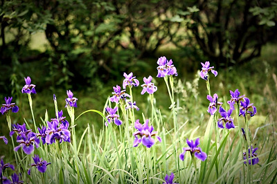 동상과 함께 쉴 수 있는 의자와 보라색 붓꽃