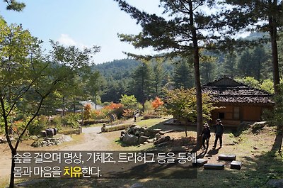 숲을 걸으며 명상, 기체조, 트리허그 등을 통해 몸과 마음을 치유한다.