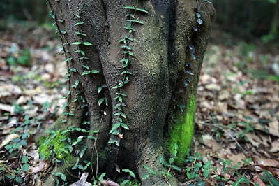 나무를 타고 오르는 마삭줄