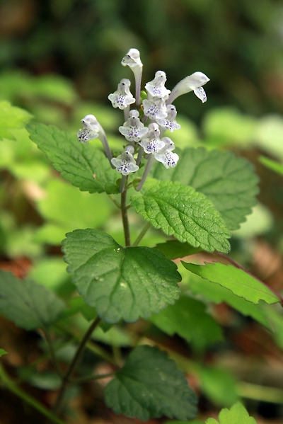 첨찰산의 야생화