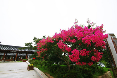 기찬랜드에 있는 가야금산조기념관 앞에 백일홍이 피었다.