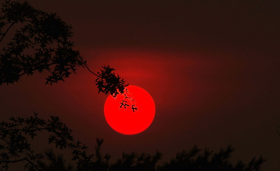 기찬랜드에서 본 일몰. 붉게 지는 해 안에 나뭇가지가 드리웠다.
