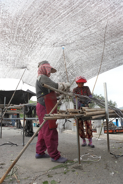새꼬막 종패 채묘를 위한 그물 엮기 작업