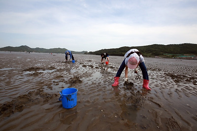 발이 빠지지 않는 죽림어촌체험마을 조개체험장