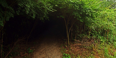 대나무 터널 길. 짧은 구간이지만 대나무가 터널을 이루었다.