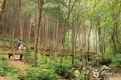 국립 산음자연휴양림 사진3