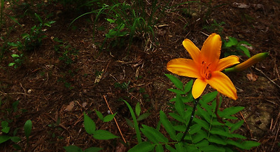 숲길 옆에 피어난 각시원추리꽃