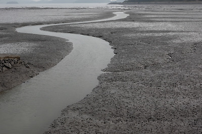 썰물에 드러난 여자만의 갯골