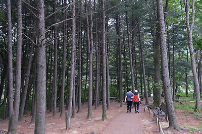 호젓하게 걷기 좋은 좌구산 숲길