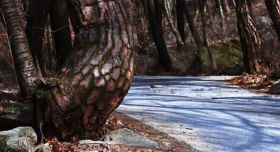 계곡의 너럭바위와 크고 작은 바위들, 바위에 뿌리를 내린 나무들이 어우러져 소소한 풍경을 만들어 낸다