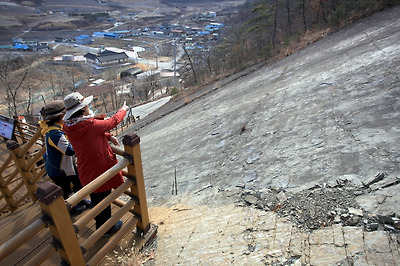 신성리 공룡 발자국 화석은 단일 지층면에서 발견된 국내 최대 규모다.
