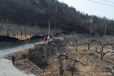 걷는 내내 사과향 가득한 풍광이 펼쳐진다